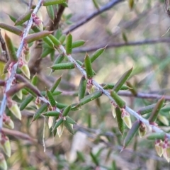 Styphelia fletcheri subsp. brevisepala at O'Connor, ACT - 18 Aug 2023