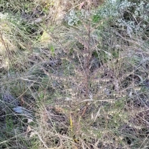 Leucopogon fletcheri subsp. brevisepalus at O'Connor, ACT - 18 Aug 2023