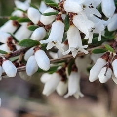 Cryptandra amara at O'Connor, ACT - 18 Aug 2023