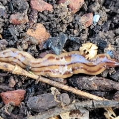 Anzoplana trilineata (A Flatworm) at Banksia Street Wetland Corridor - 18 Aug 2023 by trevorpreston