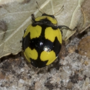 Illeis galbula at Higgins, ACT - 27 Jul 2023 10:35 AM