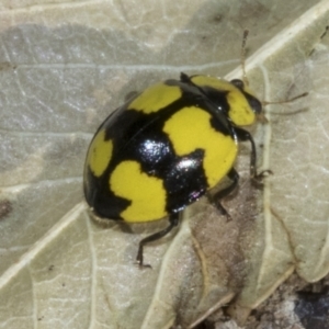 Illeis galbula at Higgins, ACT - 27 Jul 2023 10:35 AM