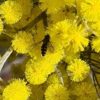Syrphini (tribe) (Unidentified syrphine hover fly) at Molonglo Valley, ACT - 17 Aug 2023 by galah681
