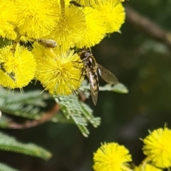 Syrphini (tribe) at Molonglo Valley, ACT - 17 Aug 2023 11:20 AM