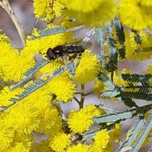 Syrphini (tribe) at Molonglo Valley, ACT - 17 Aug 2023 11:20 AM