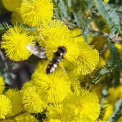 Syrphini sp. (tribe) at Molonglo Valley, ACT - 17 Aug 2023