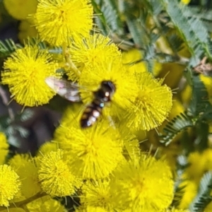 Syrphini (tribe) at Molonglo Valley, ACT - 17 Aug 2023 11:20 AM