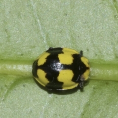 Illeis galbula (Fungus-eating Ladybird) at Higgins, ACT - 18 Aug 2023 by AlisonMilton