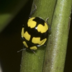 Illeis galbula at Higgins, ACT - 18 Aug 2023 09:32 AM