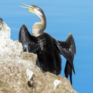 Anhinga novaehollandiae at Belconnen, ACT - 17 Aug 2023