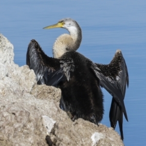 Anhinga novaehollandiae at Belconnen, ACT - 17 Aug 2023