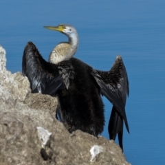 Anhinga novaehollandiae at Belconnen, ACT - 17 Aug 2023