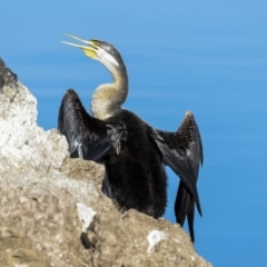 Anhinga novaehollandiae at Belconnen, ACT - 17 Aug 2023