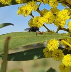 Unverified True fly (Diptera) at Molonglo Valley, ACT - 17 Aug 2023 by galah681