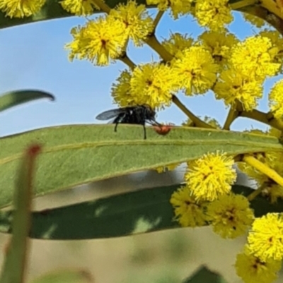 Unidentified True fly (Diptera) at Molonglo Valley, ACT - 17 Aug 2023 by galah681