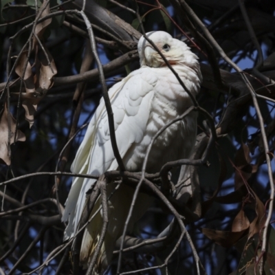 Cacatua sanguinea (Little Corella) at Belconnen, ACT - 17 Aug 2023 by AlisonMilton