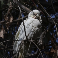 Cacatua sanguinea at Belconnen, ACT - 17 Aug 2023