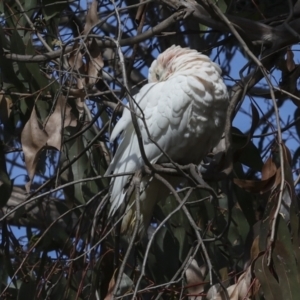 Cacatua sanguinea at Belconnen, ACT - 17 Aug 2023