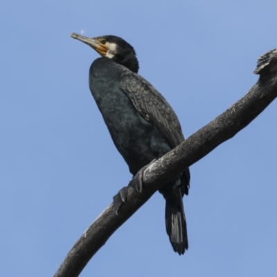 Phalacrocorax carbo (Great Cormorant) at Belconnen, ACT - 17 Aug 2023 by AlisonMilton