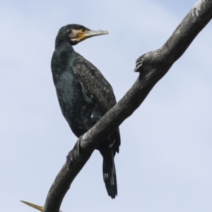 Phalacrocorax carbo at Belconnen, ACT - 17 Aug 2023 11:23 AM