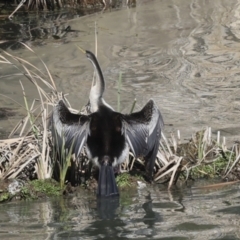 Anhinga novaehollandiae (Australasian Darter) at Belconnen, ACT - 17 Aug 2023 by AlisonMilton