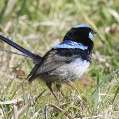 Malurus cyaneus (Superb Fairywren) at Belconnen, ACT - 17 Aug 2023 by AlisonMilton