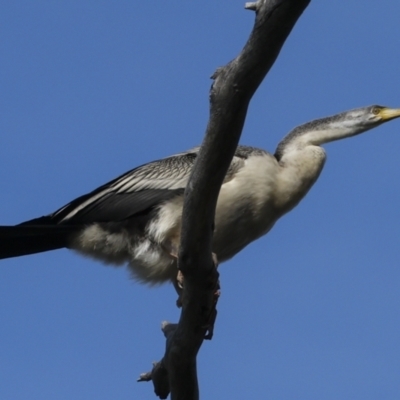 Anhinga novaehollandiae (Australasian Darter) at Belconnen, ACT - 17 Aug 2023 by AlisonMilton