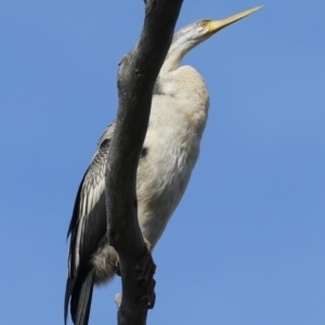 Anhinga novaehollandiae at Belconnen, ACT - 17 Aug 2023