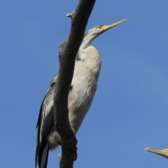 Anhinga novaehollandiae at Belconnen, ACT - 17 Aug 2023