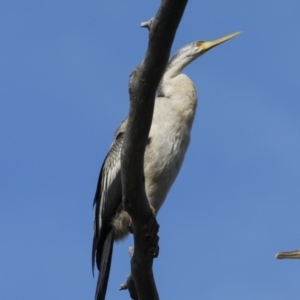 Anhinga novaehollandiae at Belconnen, ACT - 17 Aug 2023