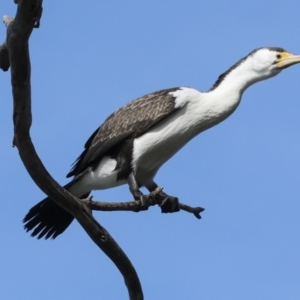 Phalacrocorax varius at Belconnen, ACT - 17 Aug 2023