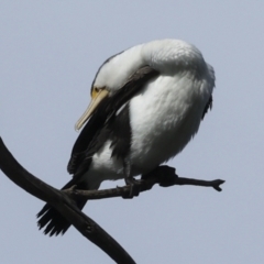 Phalacrocorax varius at Belconnen, ACT - 17 Aug 2023