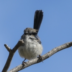 Malurus cyaneus (Superb Fairywren) at Belconnen, ACT - 17 Aug 2023 by AlisonMilton