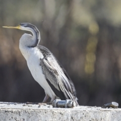 Anhinga novaehollandiae (Australasian Darter) at Belconnen, ACT - 17 Aug 2023 by AlisonMilton