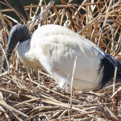 Threskiornis molucca (Australian White Ibis) at Belconnen, ACT - 17 Aug 2023 by AlisonMilton