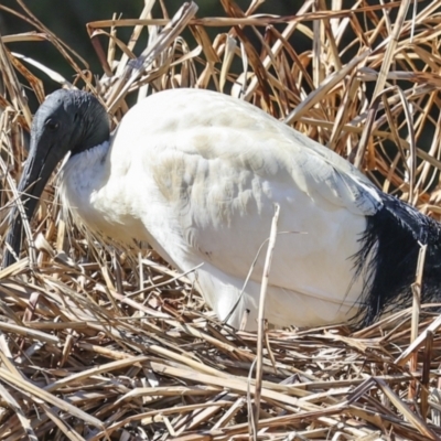 Threskiornis molucca (Australian White Ibis) at Belconnen, ACT - 17 Aug 2023 by AlisonMilton