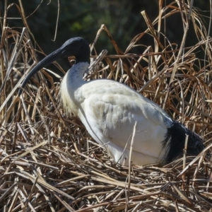 Threskiornis molucca at Belconnen, ACT - 17 Aug 2023 12:54 PM