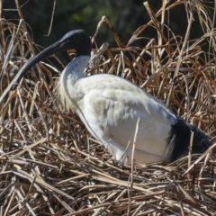 Threskiornis molucca at Belconnen, ACT - 17 Aug 2023 12:54 PM