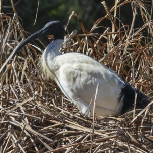 Threskiornis molucca at Belconnen, ACT - 17 Aug 2023