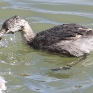 Poliocephalus poliocephalus at Belconnen, ACT - 17 Aug 2023