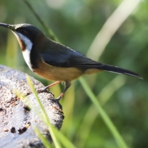 Acanthorhynchus tenuirostris at Higgins, ACT - 24 Jul 2023