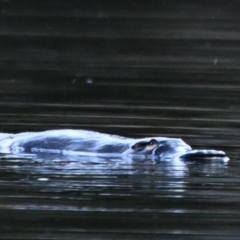 Ornithorhynchus anatinus (Platypus) at Paddys River, ACT - 18 Aug 2023 by davidcunninghamwildlife