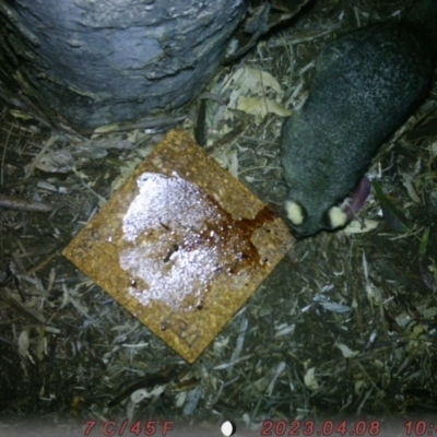 Trichosurus vulpecula (Common Brushtail Possum) at Australian National University - 4 Aug 2023 by nedhart8