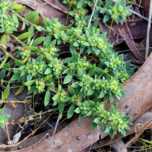 Paronychia brasiliana at O'Connor, ACT - 18 Aug 2023