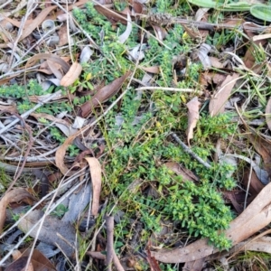 Paronychia brasiliana at O'Connor, ACT - 18 Aug 2023 03:28 PM