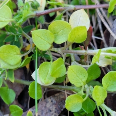 Stellaria media (Common Chickweed) at Banksia Street Wetland Corridor - 18 Aug 2023 by trevorpreston