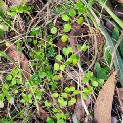 Stellaria media at O'Connor, ACT - 18 Aug 2023 03:26 PM