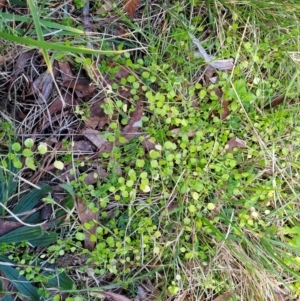 Stellaria media at O'Connor, ACT - 18 Aug 2023 03:26 PM