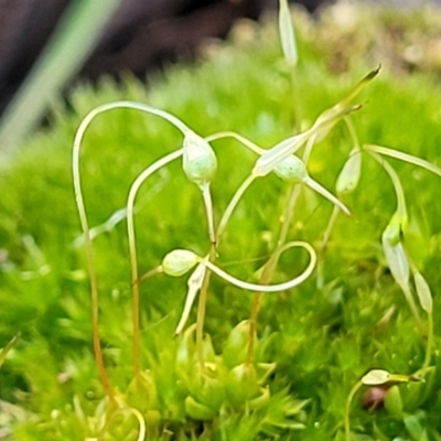 Funaria hygrometrica (Moss) at O'Connor, ACT - 18 Aug 2023 by trevorpreston