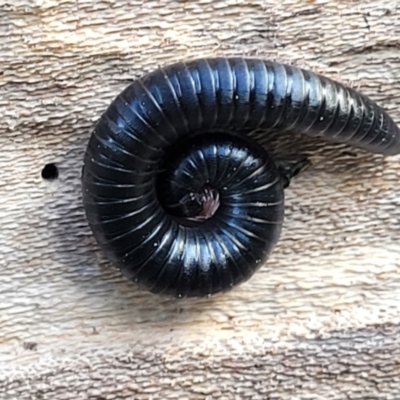 Ommatoiulus moreleti (Portuguese Millipede) at O'Connor, ACT - 18 Aug 2023 by trevorpreston